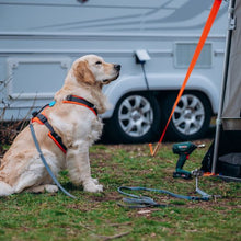 Hundehering – Bodenanker für Haustiere